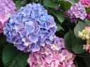 Cluster of blue and pink hydrangea blooms with green leaves