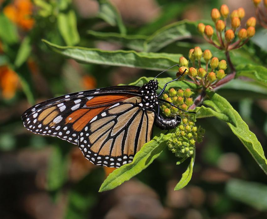 monarch on butterfly milkweed
