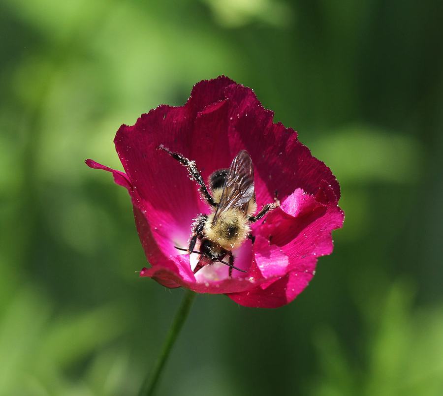 bumble bees on poppymallow