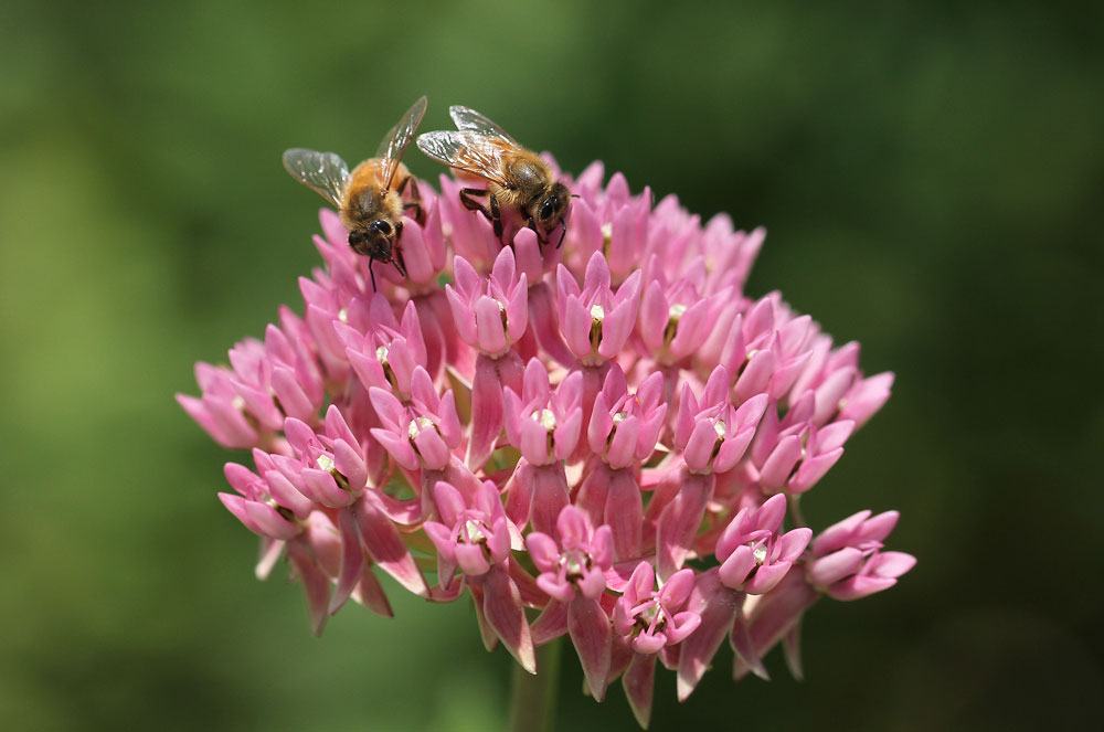 honey bees on red milkweed
