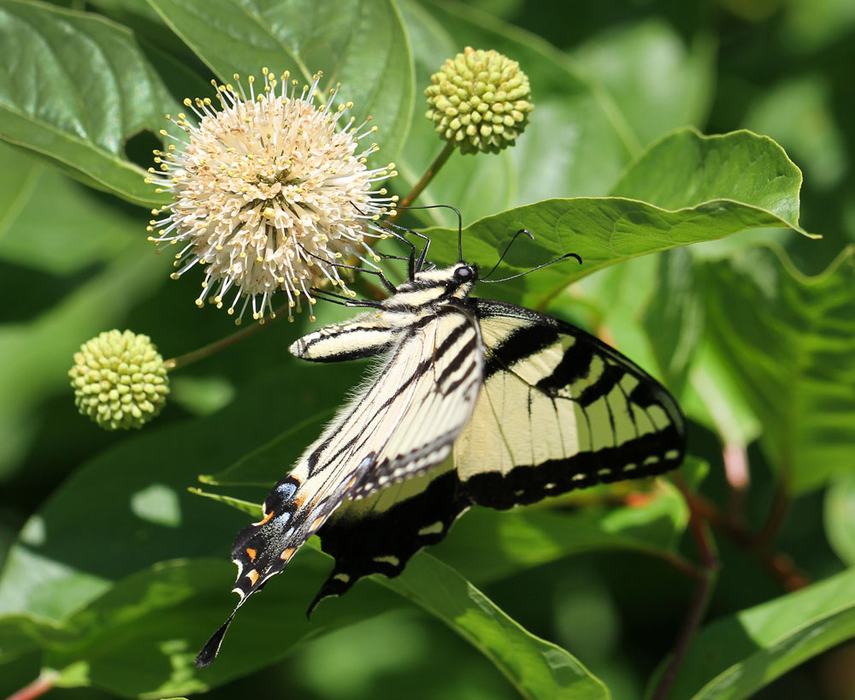 Eastern tiger swallowtail on buttonbush