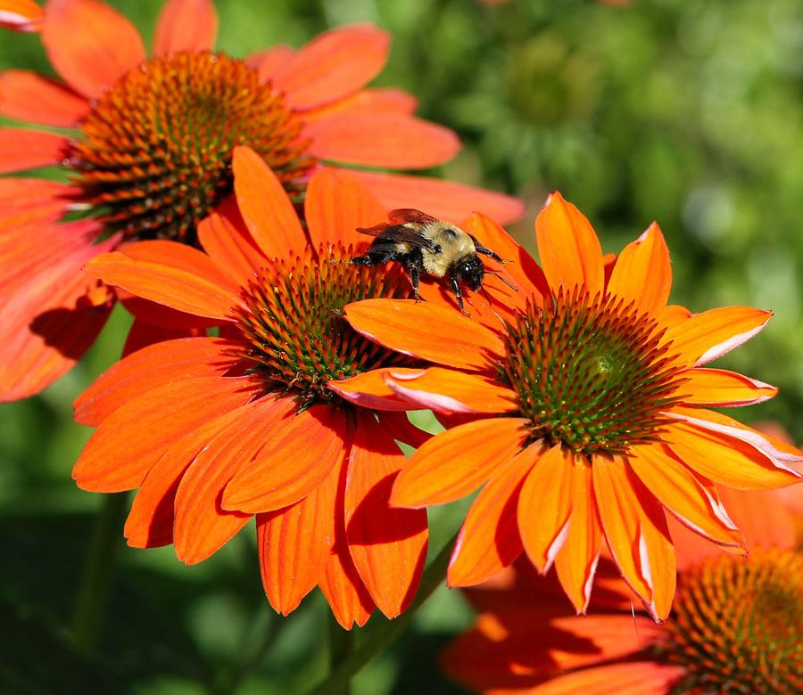 Bumble bee on coneflower
