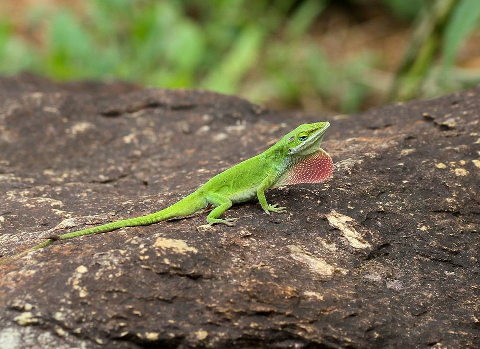 Male Carolina anole