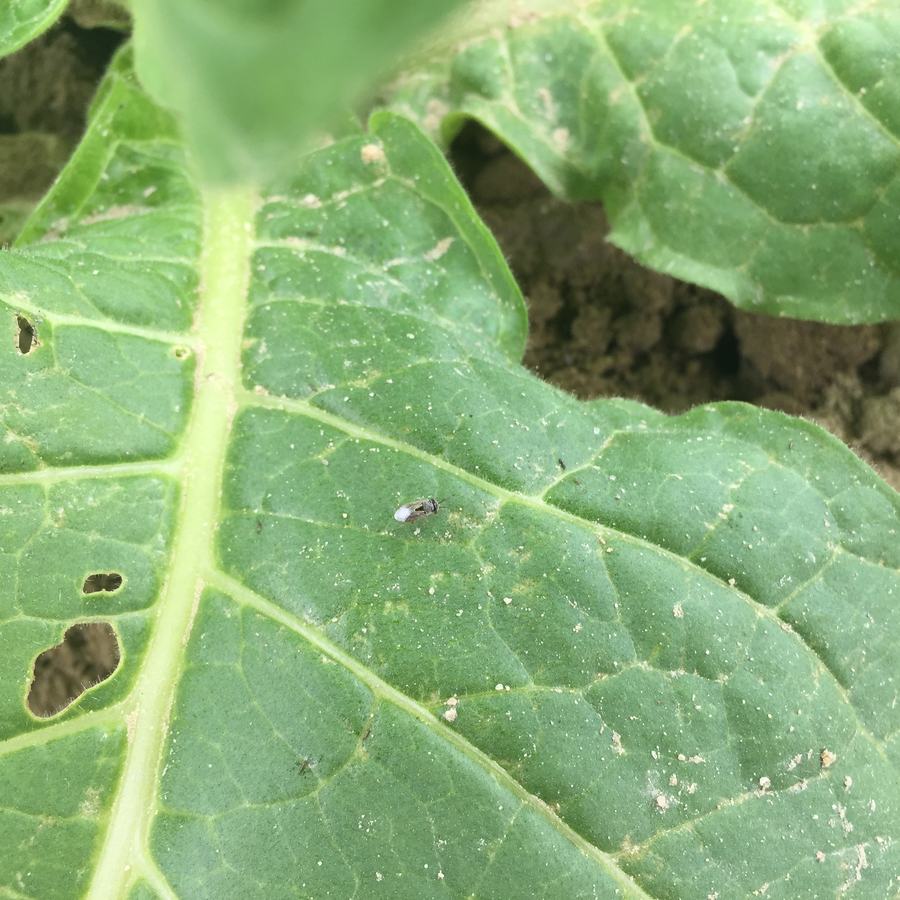 tobacco insects How to get rid of Pests, fight and kill this pest infestation Lasioderma serricorne - Wikipedia