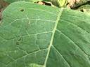 Large green leaf with prominent central vein and small feeding holes