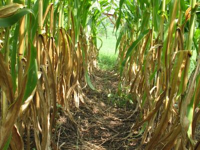 Narrow dirt path between rows of tall corn plants with green leaves