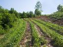 Rows of young corn growing on a sloped field with trees along the edges