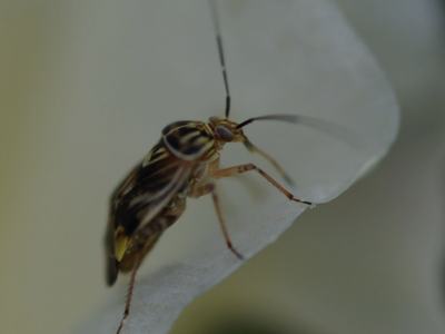 Small striped bug perched on a white flower petal, antennae extended to the right