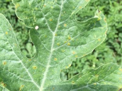 Hand holding a lobed green leaf with small yellow spots across its surface
