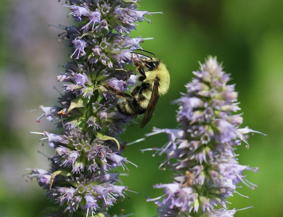 Two-spotted bumble bee on anise hyssop