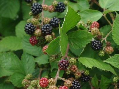 Ripe and unripe blackberries on bramble branches among green leaves