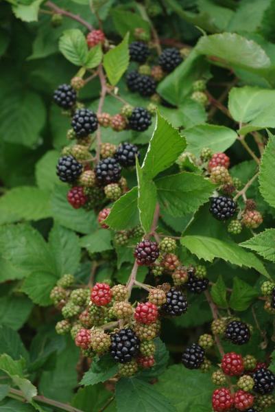 Blackberries, some red and not yet ripe, hanging in clusters among leafy branches.