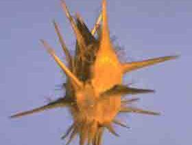 Yellow spiky seed pod (burr) centered on blue background