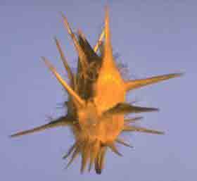 Yellow spiky seed pod (burr) centered on blue background