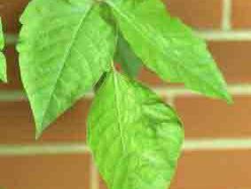 Green leaves on a branch against a red brick wall