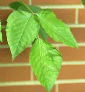 Green leaves on a branch against a red brick wall