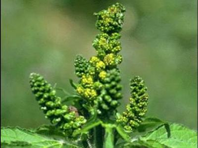 Green plant with multiple upright clustered flower/seed spikes