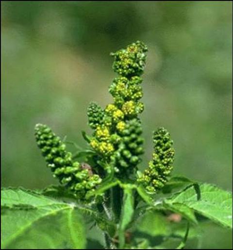 Green plant with multiple upright clustered flower/seed spikes