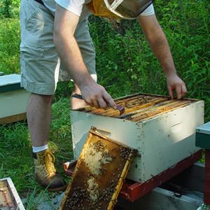 David Tarpy checking a bee hiive