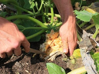 Hands cutting open a decayed squash at plant base with a knife