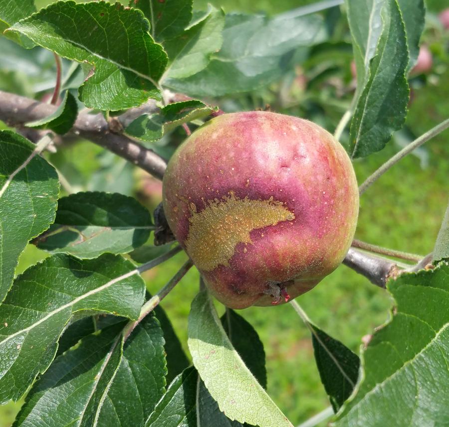 Frost ring on apple. Photo by Debbie Roos.