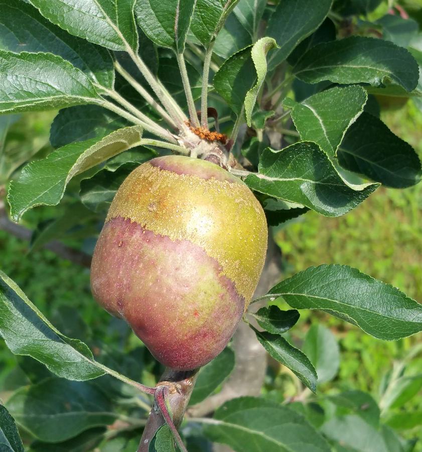 Frost ring on apple. Photo by Debbie Roos.