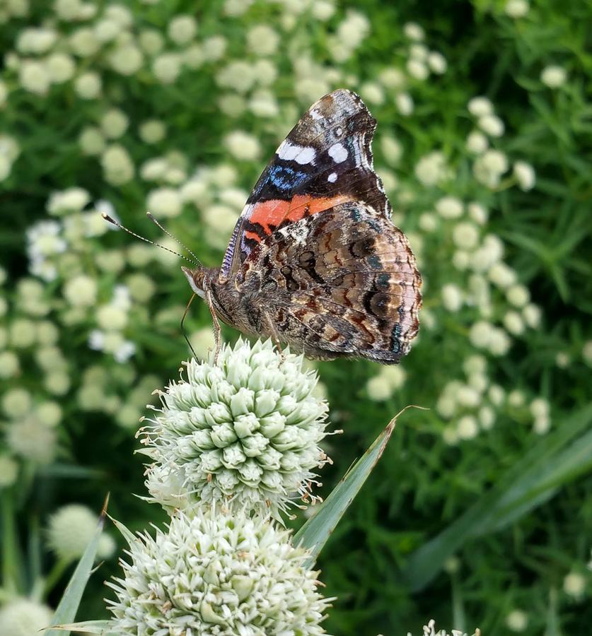 Red admiral on rattlesnake master