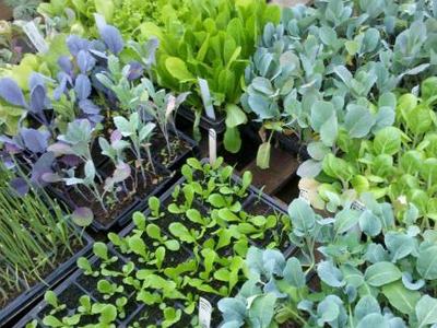 flats of cool-season vegetable transplants including cabbage, broccoli, onions and lettuce