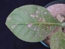 Green leaf with multiple irregular brown necrotic spots, plant in a pot on dark background