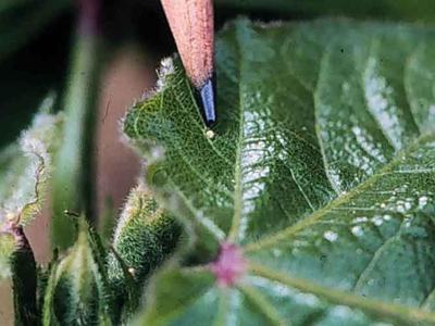 Pencil tip pointing at a tiny insect egg on a green leaf