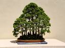 Bonsai forest of multiple trimmed trees in a shallow oval pot on a display table