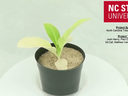 Seedling in black pot on white surface; NC STATE UNIVERSITY logo and project credits