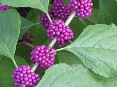 Clusters of bright purple berries along a woody stem with large green leaves