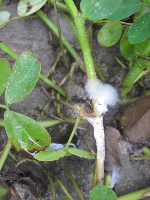 Sclerotinia blight