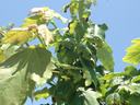 Young green tree leaves and stems viewed against a clear blue sky