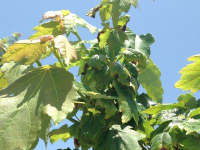 Young green tree leaves and stems viewed against a clear blue sky