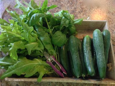 Wooden crate with leafy greens, basil, pruning shears, and cucumbers