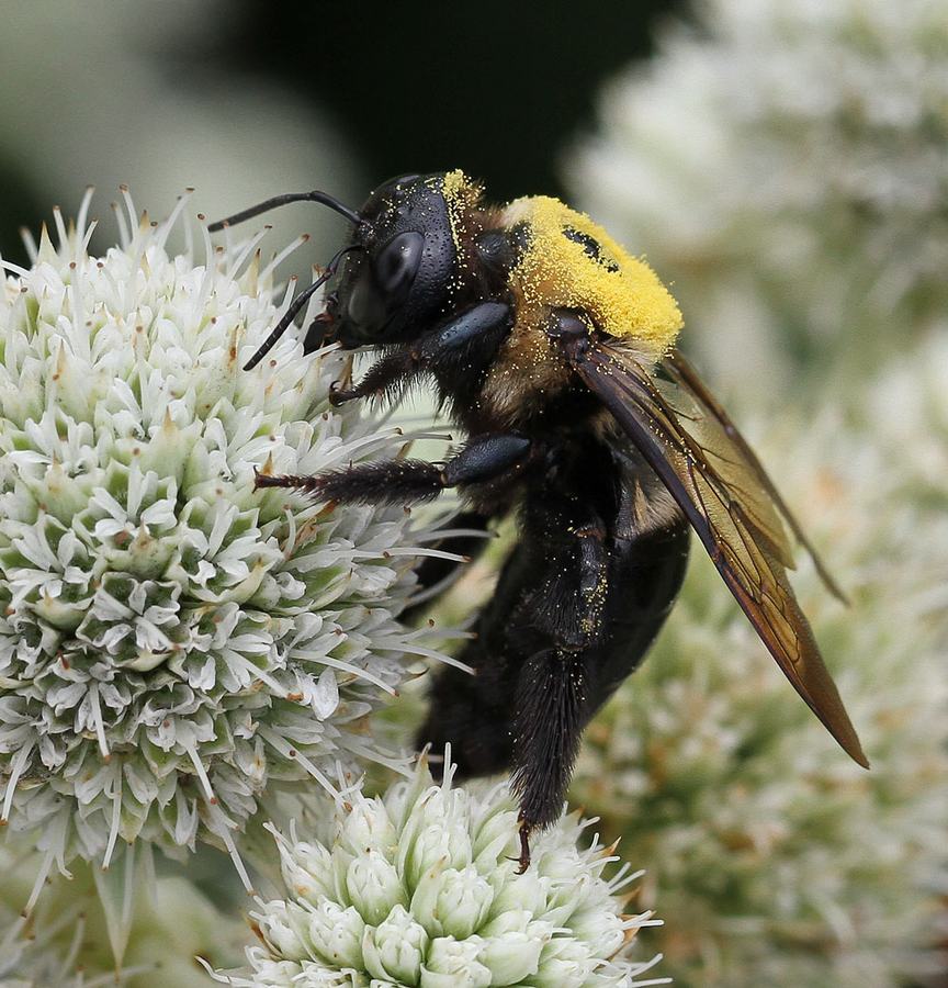 Carpenter bee on rattlesnake master. Photo by Debbie Roos.