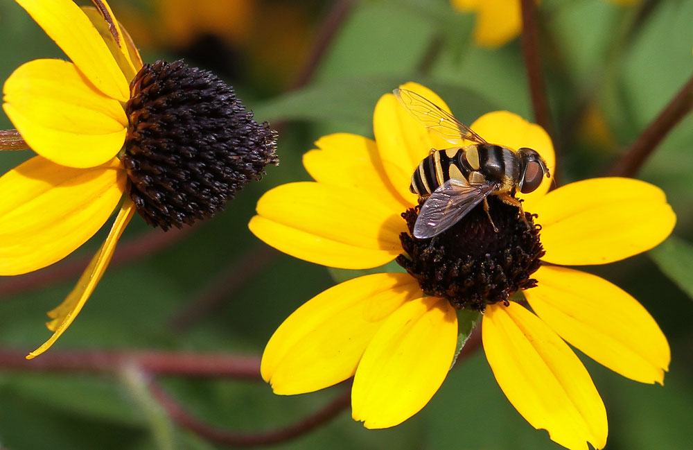 Syrphid fly on the brown-eyed susan