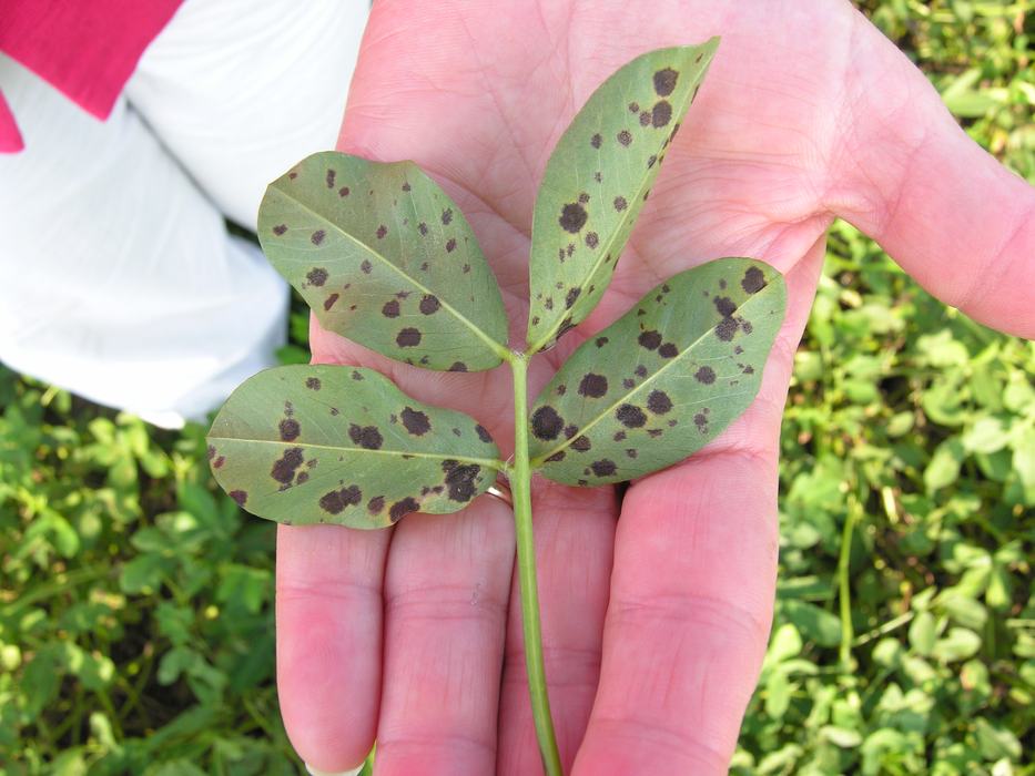 Late leaf spot