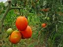 Cluster of ripe and unripe tomatoes hanging from a tomato vine in a garden