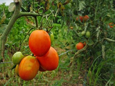 Cluster of ripe and unripe tomatoes hanging from a tomato vine in a garden