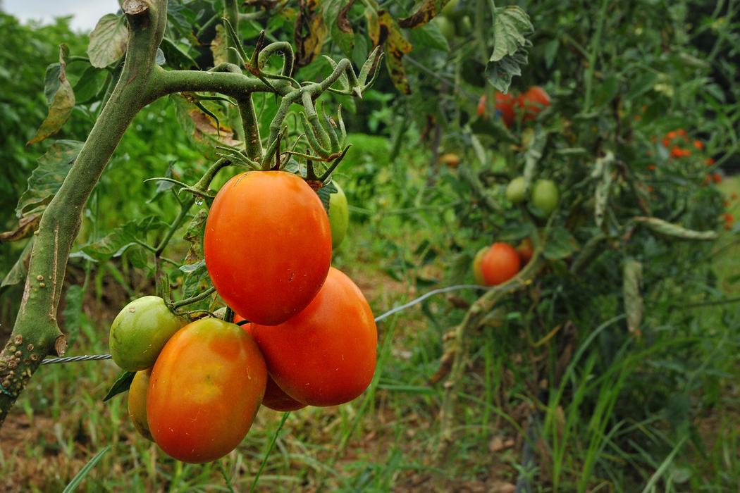 The fruits of hard labor ripen on the vines of the Agroecology Education Farm.