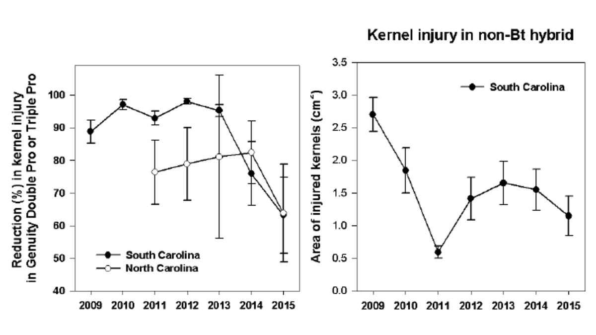 PastedGraphic-1 Percent reduction in corn earworm feeding on VT Double PRO hybrids (efficacy) compared to non-Bt hybrids over time and area of kernels injured by corn earworms over time (pressure) in South Carolina. Graphic from Francis Reay-Jones, Clemson U.