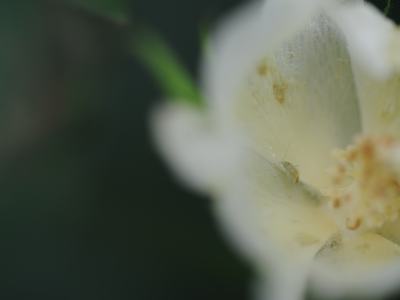 Small green insect resting on the inner petal of a pale yellow flower