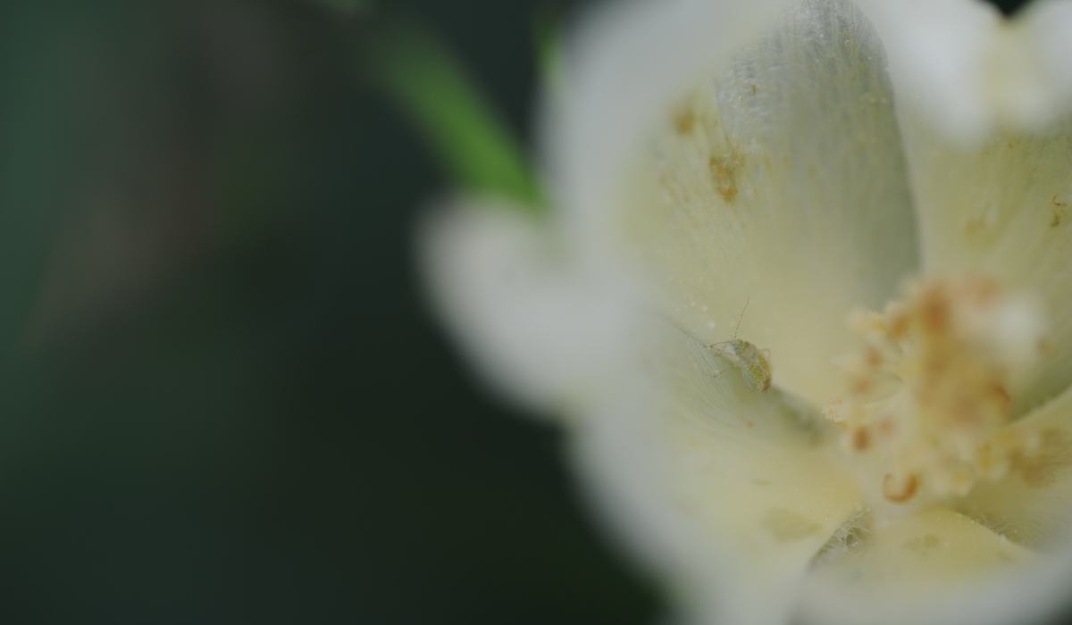 Managing Plant Bugs in Blooming Cotton - Cotton | NC State Extension