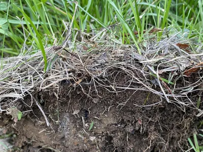 Thatch in Lawn