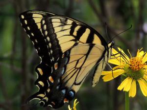 Tiger Swallowtail