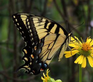 Tiger Swallowtail