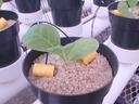 Seedling in black pot with sandy medium and irrigation tubing on greenhouse tray